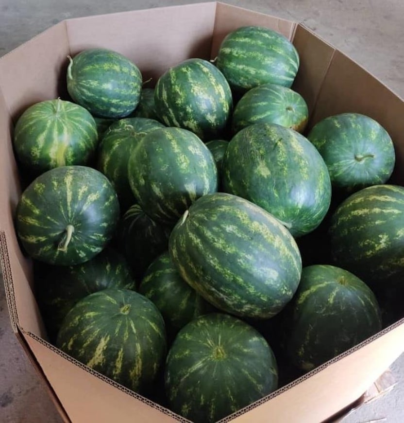 Pastèque