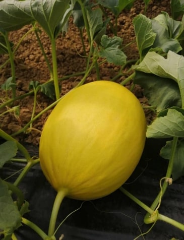 Melon Honeydew — 3