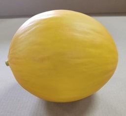 Melon Jaune — 3