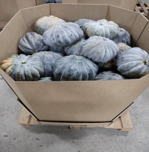 Citrouille — 2