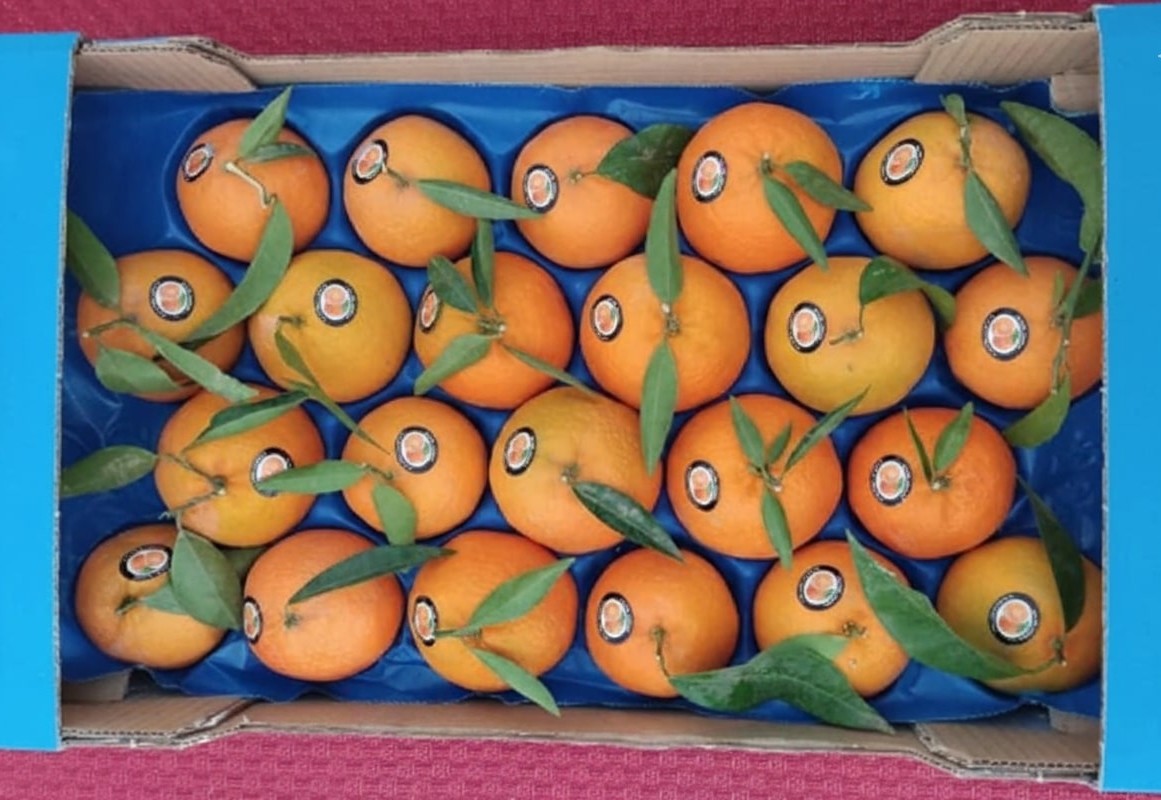 Clémentine sans Pépins