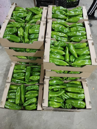 Poivron Long Doux — 3