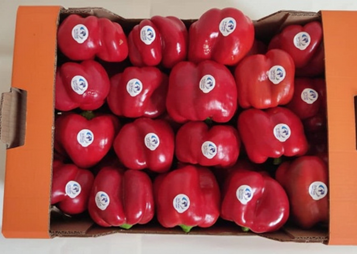 Red, Yellow and Orange Peppers — 2