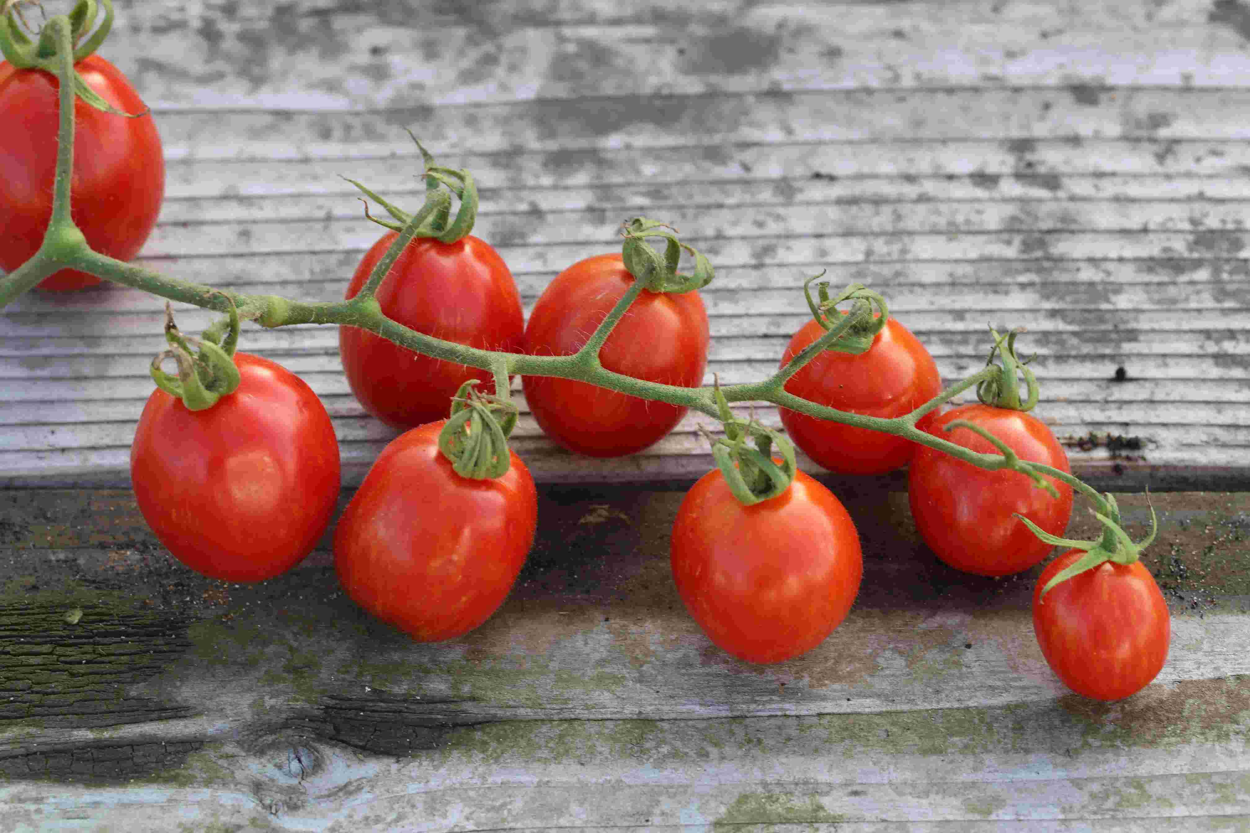 Tomate Cerise Rouge — 2
